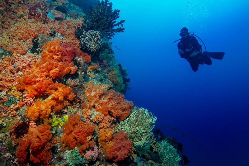 tl_files/Daten/Reisen/Asien/Indonesien/Murex Bilder verkleinert/Murex Bangka - Diver at wall.jpg